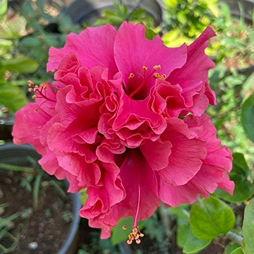 Hibiscus Powder Puff (Hibiscus rosa - sinensis) - Ladybird Nursery