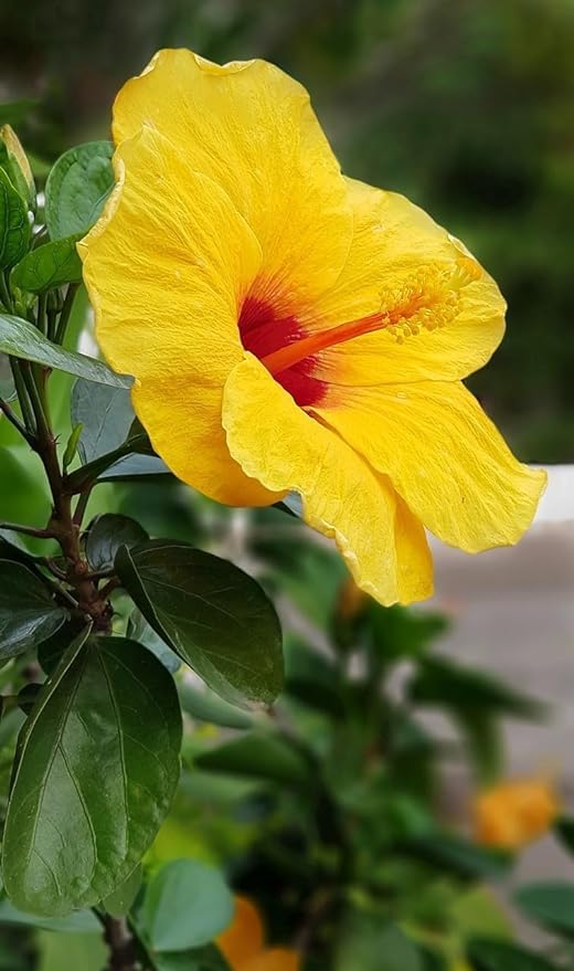 Chinese Hibiscus Fantasy Lemon Delight (Hibiscus rosa-sinensis)
