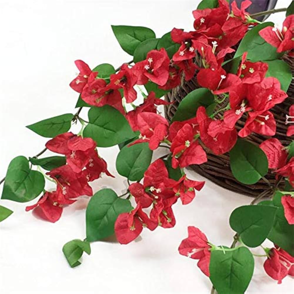 Bougainvillea Assorted Climbing (Bougainvillea glabra) - Ladybird Nursery