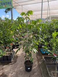 Longan 'Haew' - Advanced (PICKUP ONLY) - Ladybird Nursery