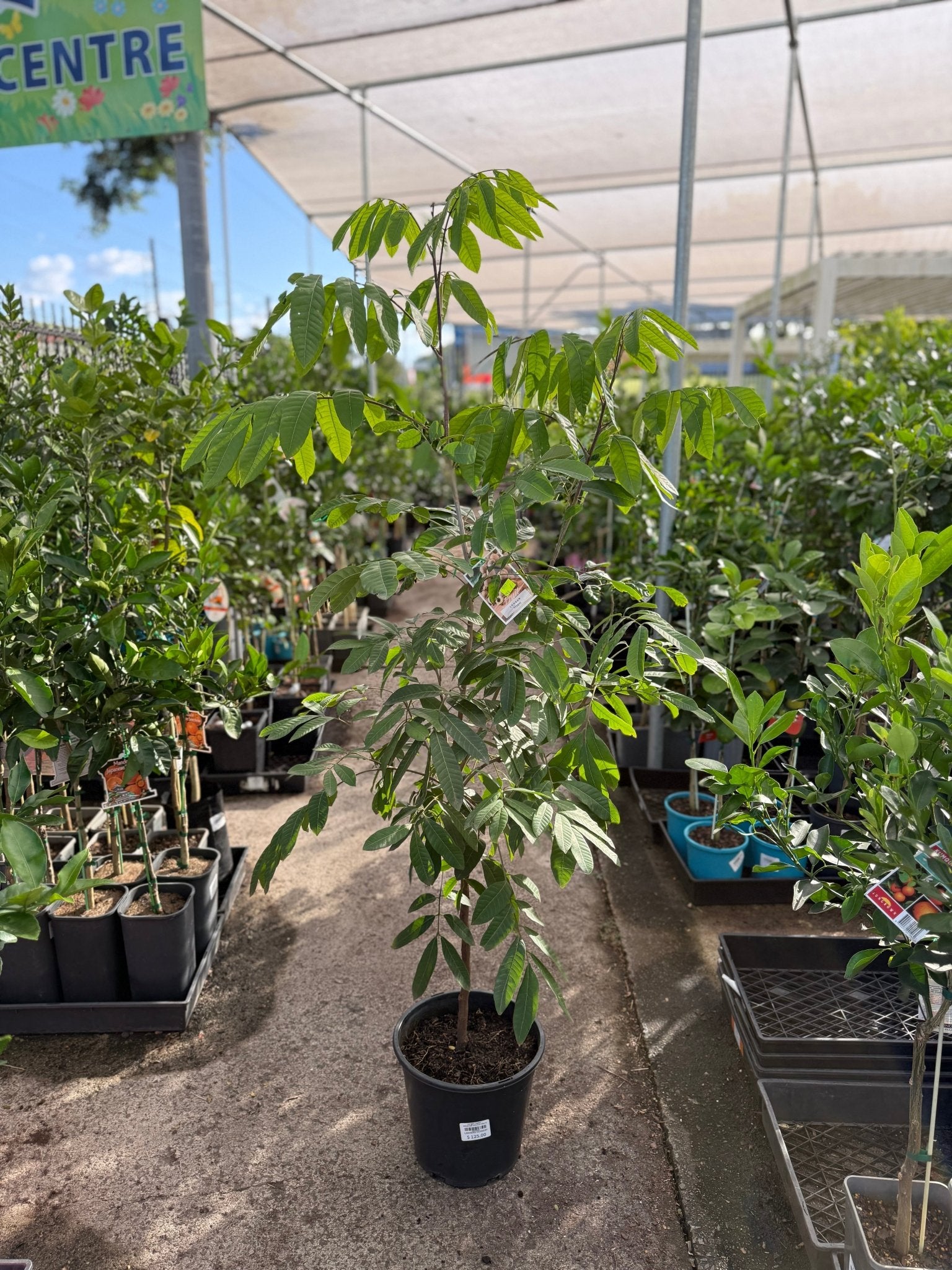 Longan 'Haew' - Advanced (PICKUP ONLY) - Ladybird Nursery