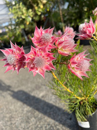 Serruria 'Pretty in Pink' - Ladybird Nursery