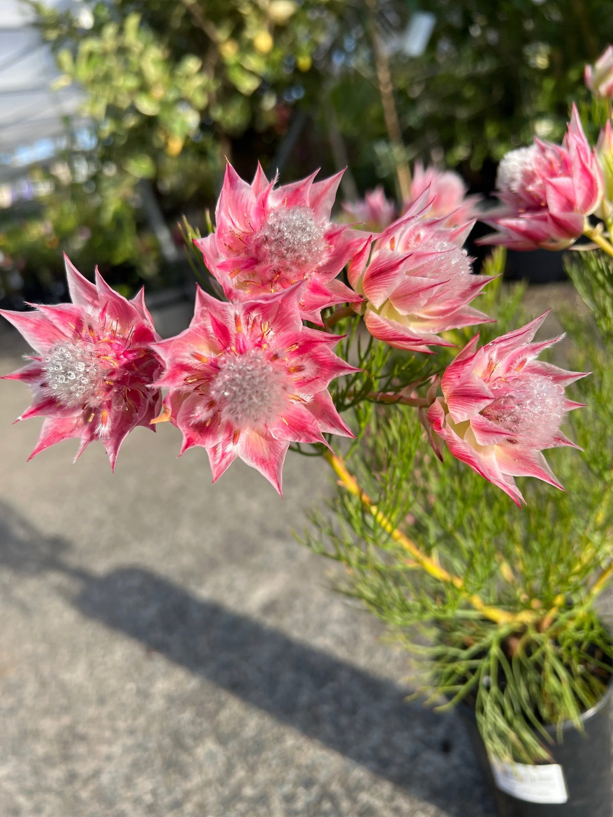 Serruria 'Pretty in Pink' - Ladybird Nursery