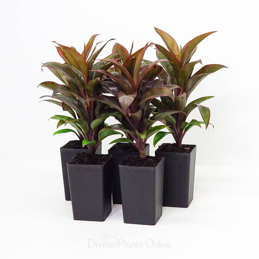 Cordyline (Cordyline compacta)