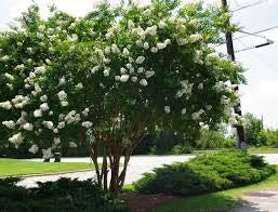 Crepe Myrtle Natchez (Lagerstroemia)