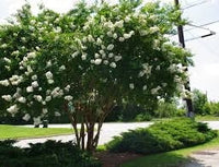Crepe Myrtle Natchez (Lagerstroemia)