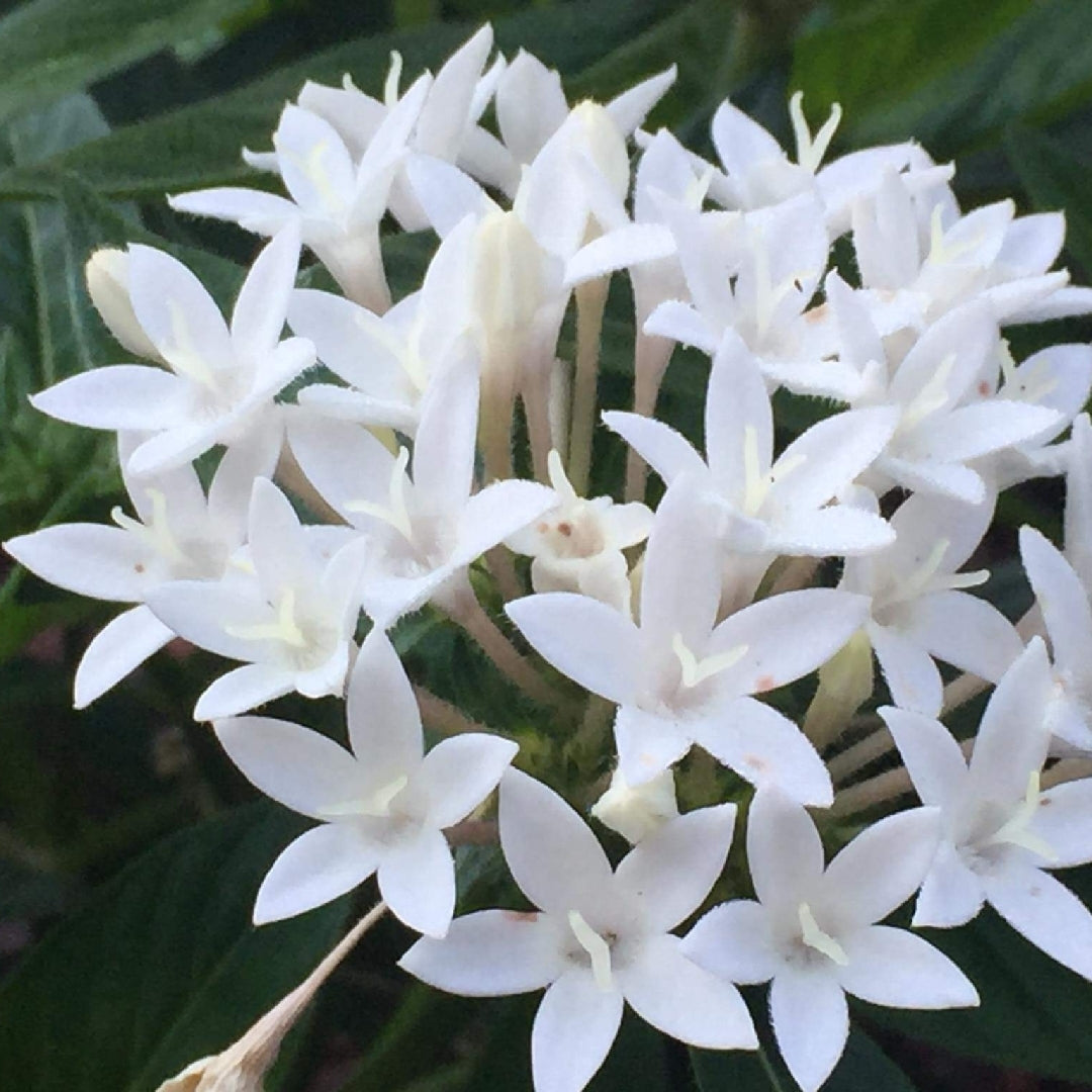 Pentas Starcluster White