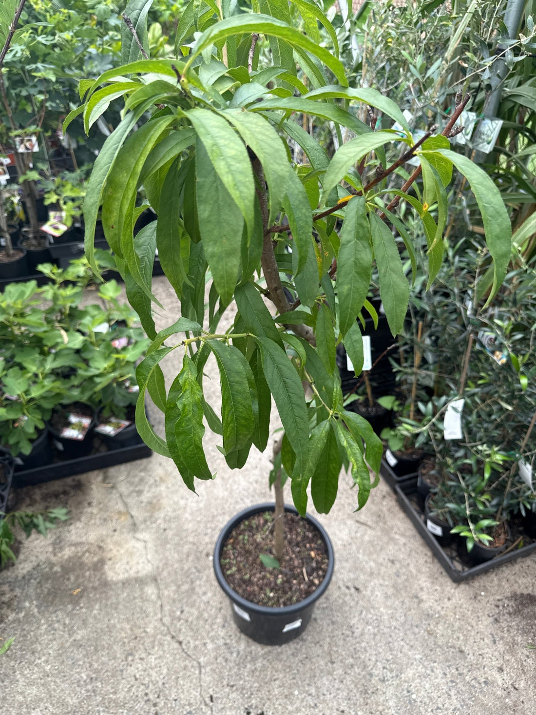 Peach 'Flordaprince' 300mm (PICKUP ONLY) - Ladybird Nursery