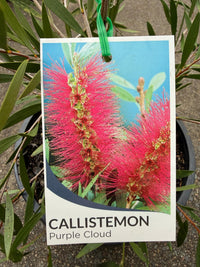 Callistemon 'Purple Cloud' - Large - Ladybird Nursery