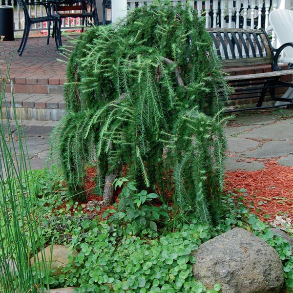 Weeping Larch pendula (Larix decidua)