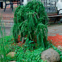 Weeping Larch pendula (Larix decidua)