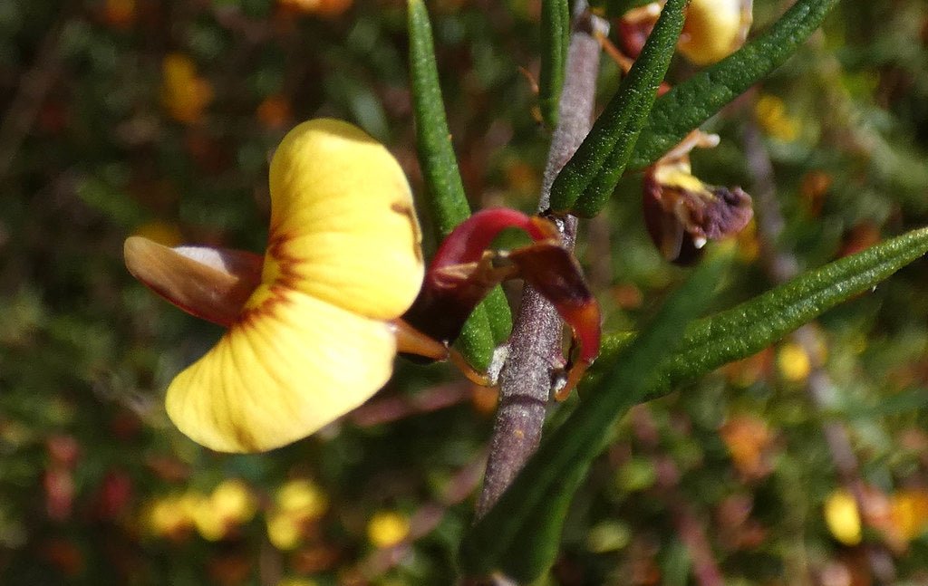Common Aotus (Aotus ericoides) - Ladybird Nursery