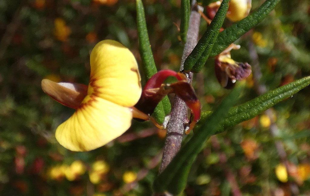 Common Aotus (Aotus ericoides)