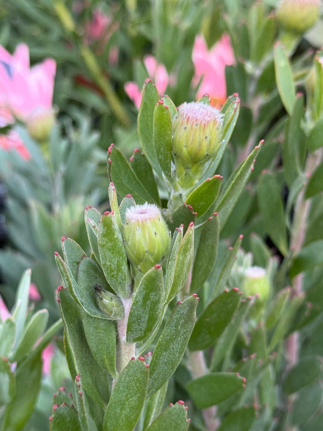 Leucospermum ‘Phoenix Rising’ - Ladybird Nursery