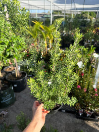 Coastal Rosemary 'Funky Chunky' (Westringia fruticosa) - Ladybird Nursery