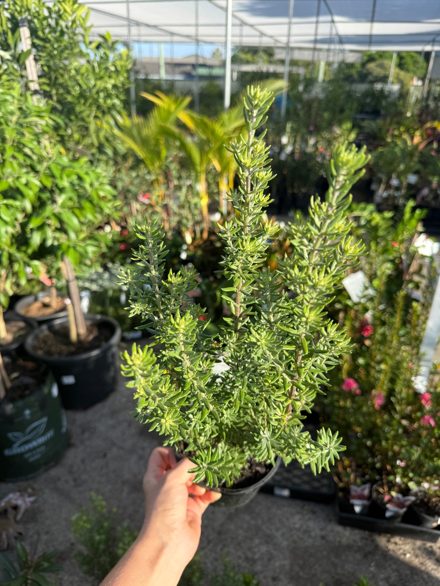 Coastal Rosemary 'Funky Chunky' (Westringia fruticosa) - Ladybird Nursery
