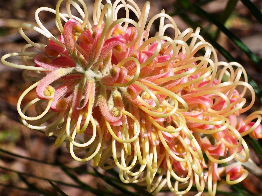 Grevillea Majestic