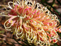 Grevillea Majestic