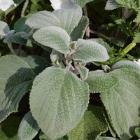 Silver Spurflower Crest (Plectranthus argentea)