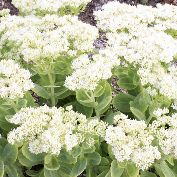 Stonecrop Iceberg (Sedum spectabile) - Ladybird Nursery