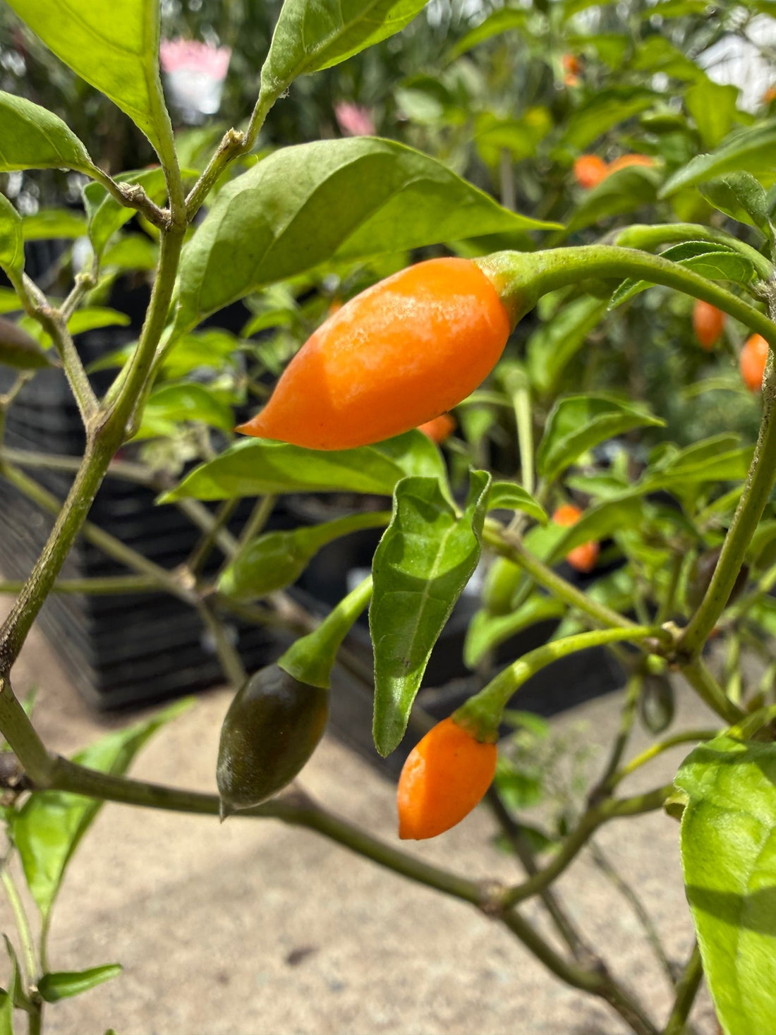 Chilli 'Chiltepin' - Ladybird Nursery