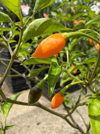 Chilli 'Chiltepin' - Ladybird Nursery