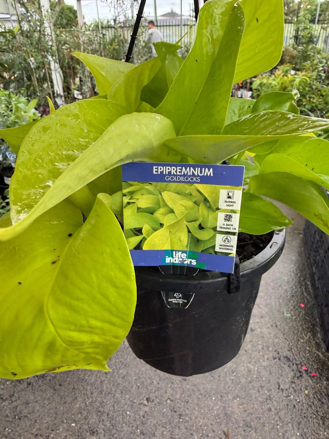 Pothos 'Goldilocks' Hanger (Epipremnum aureum) - Ladybird Nursery