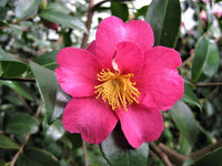 Camellia hiryu (Camellia hiemalis)