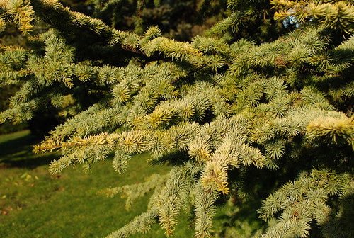Atlas Cedar Aurea (Cedrus atlantica) - Ladybird Nursery
