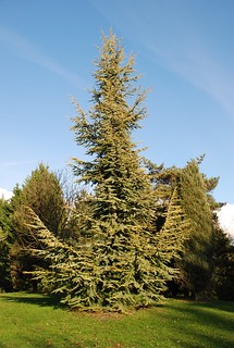 Atlas Cedar Aurea (Cedrus atlantica)