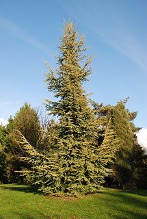Atlas Cedar Aurea (Cedrus atlantica) - Ladybird Nursery