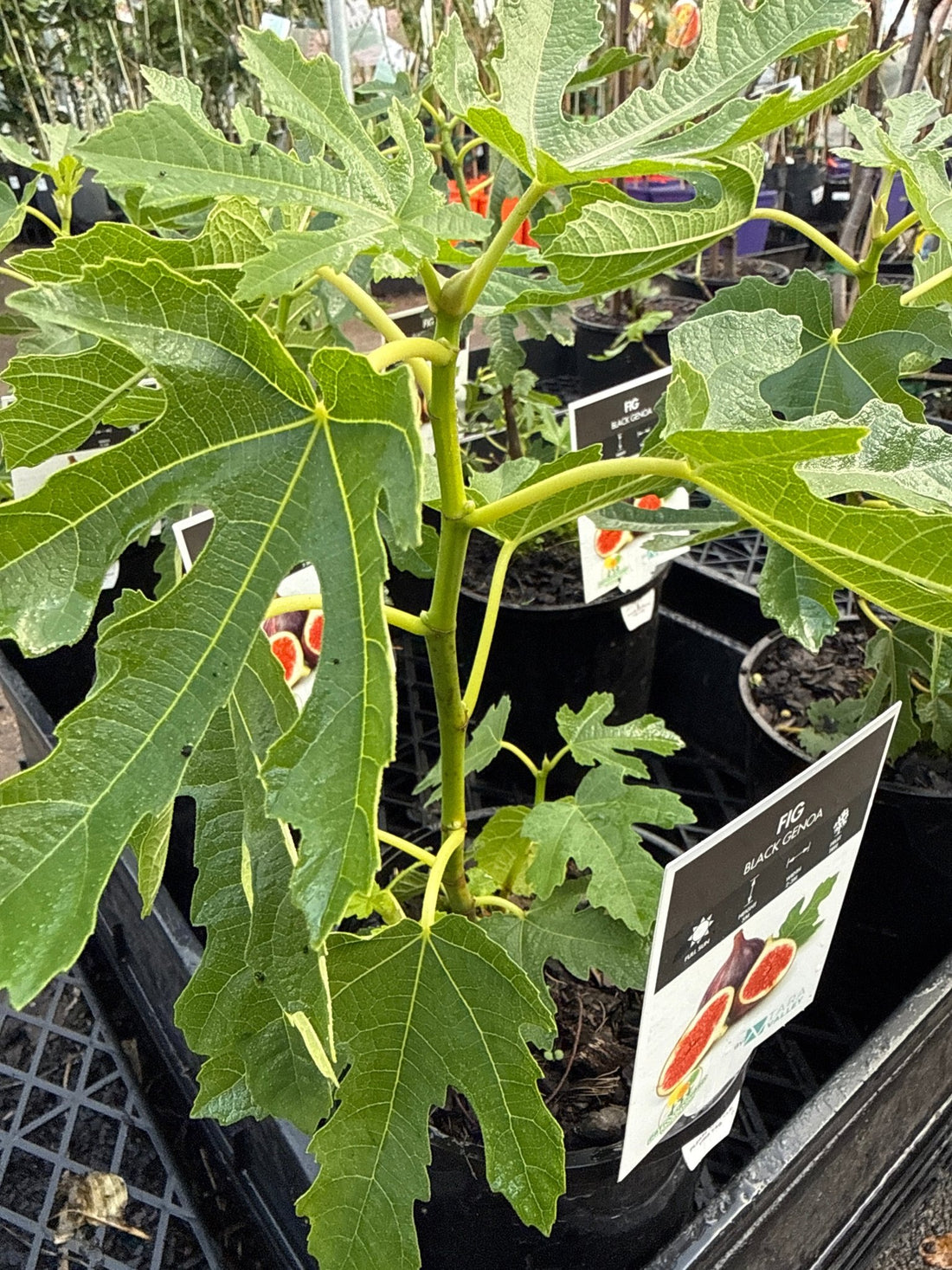 Fig 'Black Genoa' - Ladybird Nursery