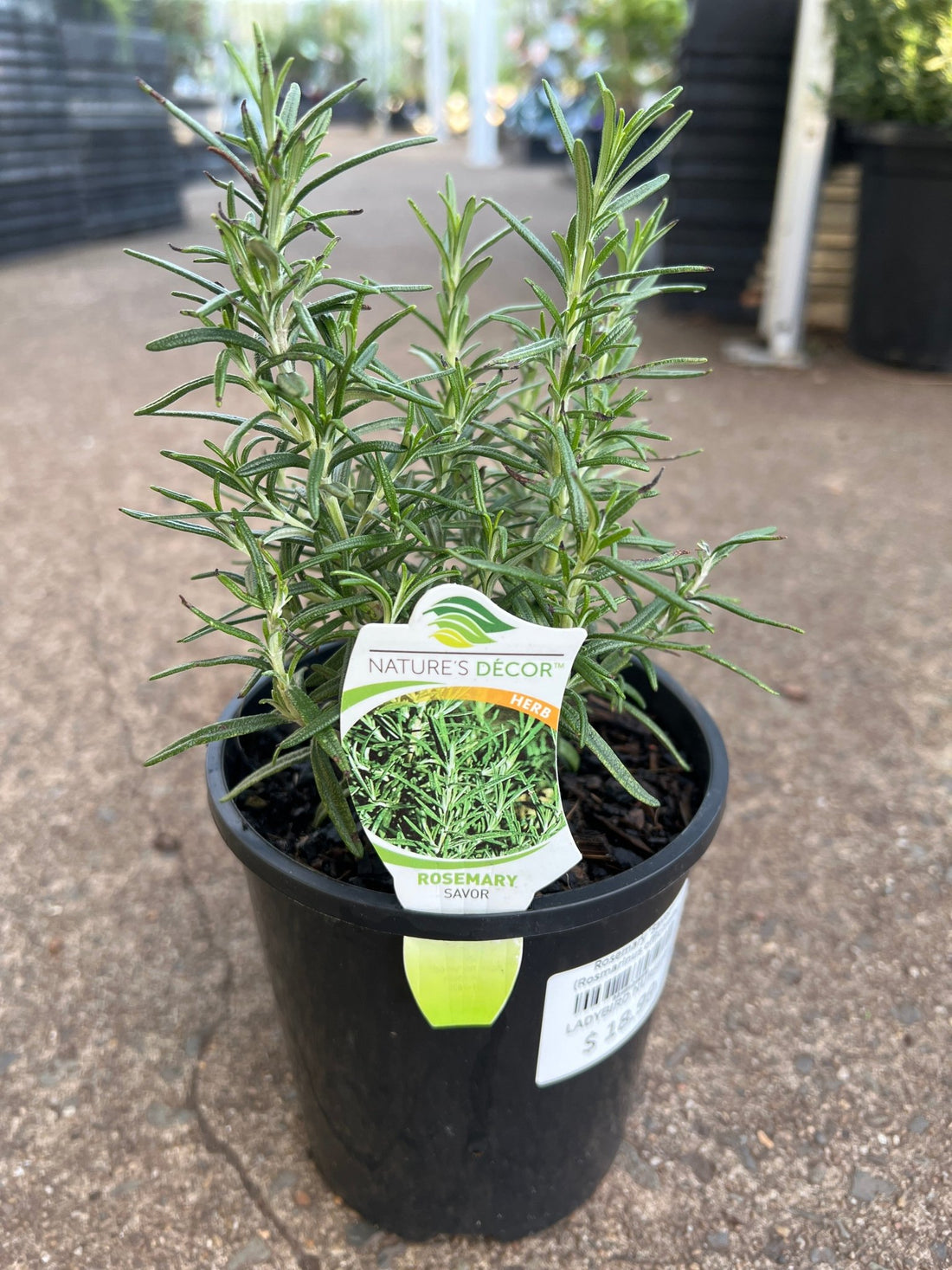 Rosemary 'Savor' (Rosmarinus officinalis) - Ladybird Nursery