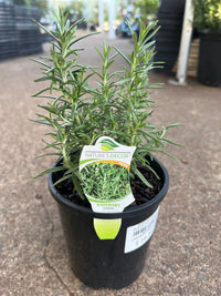Rosemary 'Savor' (Rosmarinus officinalis) - Ladybird Nursery