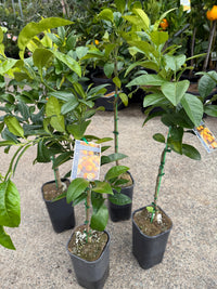 Seville Orange 'Appleby' (QLD ONLY)