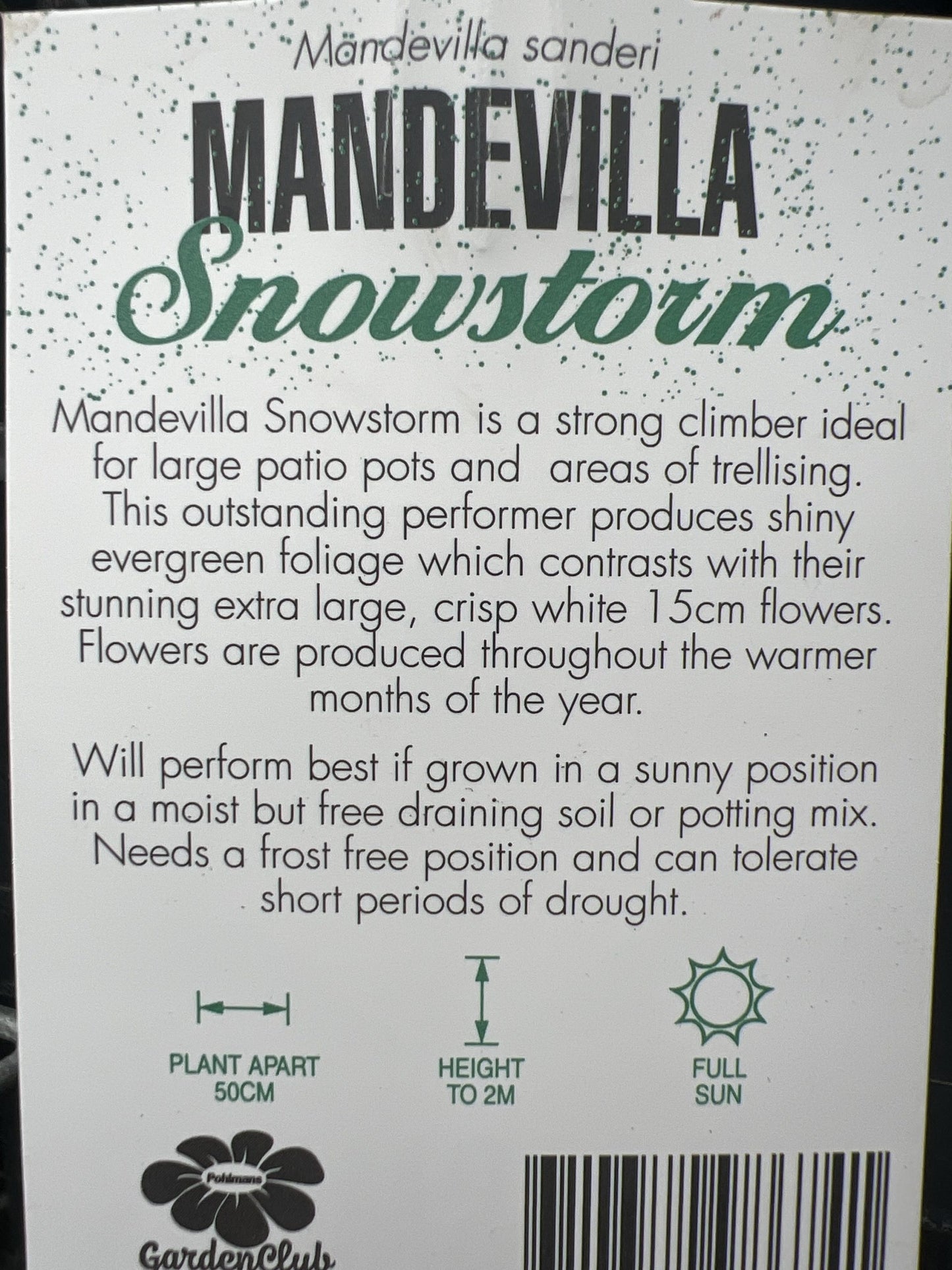 Mandevilla Snowstorm