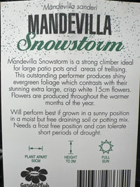 Mandevilla Snowstorm - Ladybird Nursery