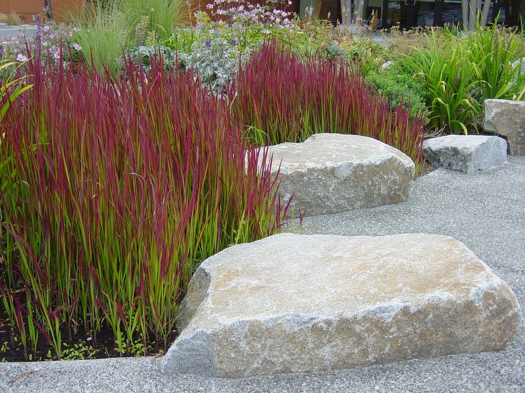Japanese Blood Grass (Imperata cylindrica) - Ladybird Nursery