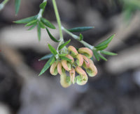 Grevillea Coral Baby