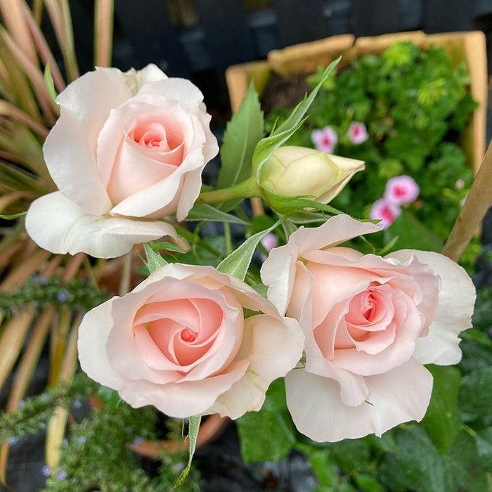 Rose Queen Elizabeth 2 ft Standards (Rosa)