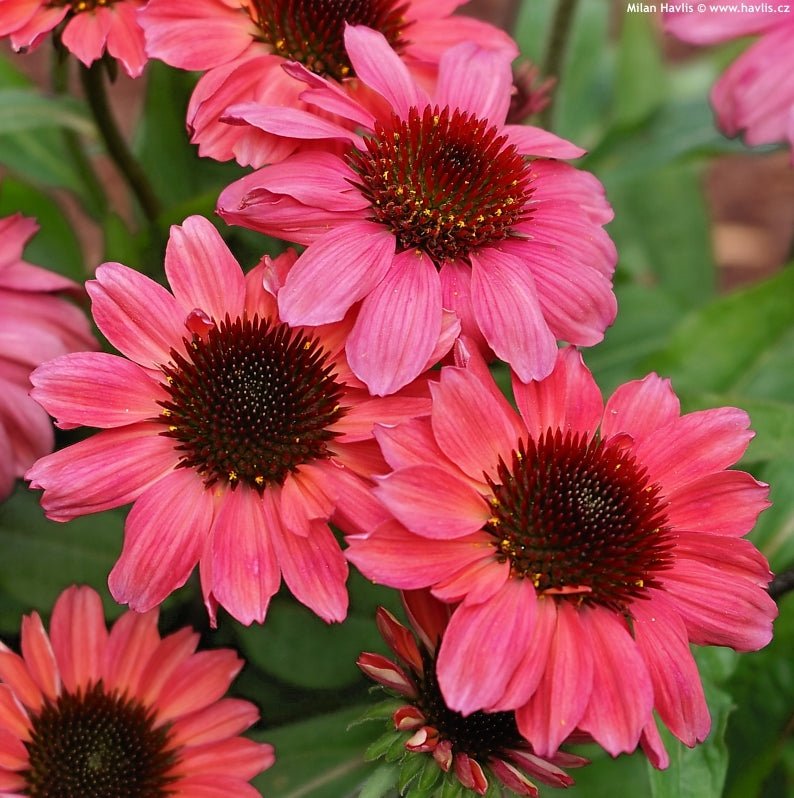 Coneflower Magic Vintage Orange (Echinacea Sun) - Ladybird Nursery