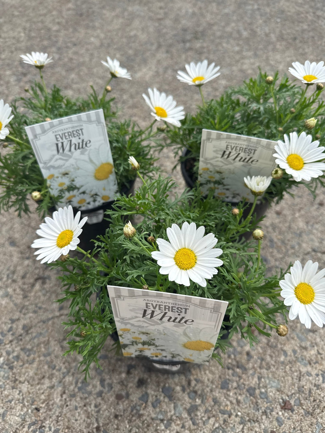 Daisy 'Everest White' (Argyranthemum)