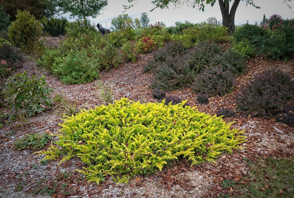 Shore Juniper All Gold (Juniperus conferta) - Ladybird Nursery