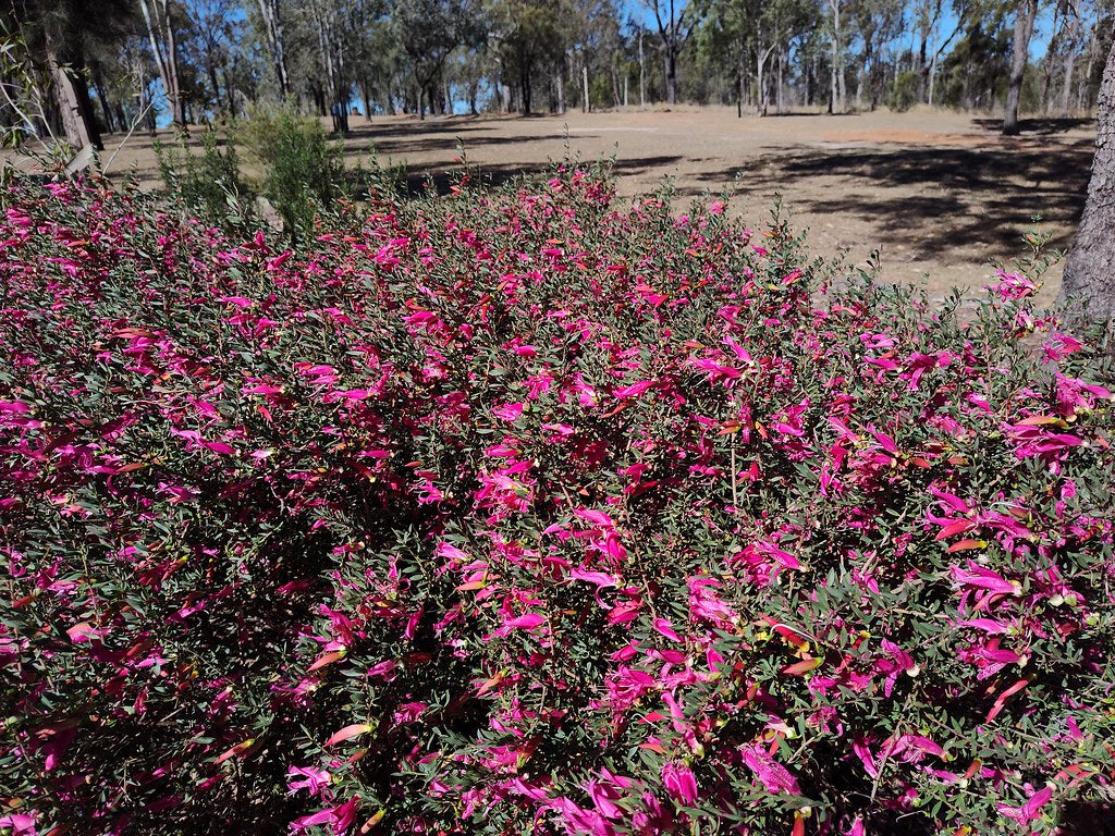 Pink Passion Emu Bush (Eremophila maculata)