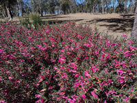 Pink Passion Emu Bush (Eremophila maculata) - Ladybird Nursery