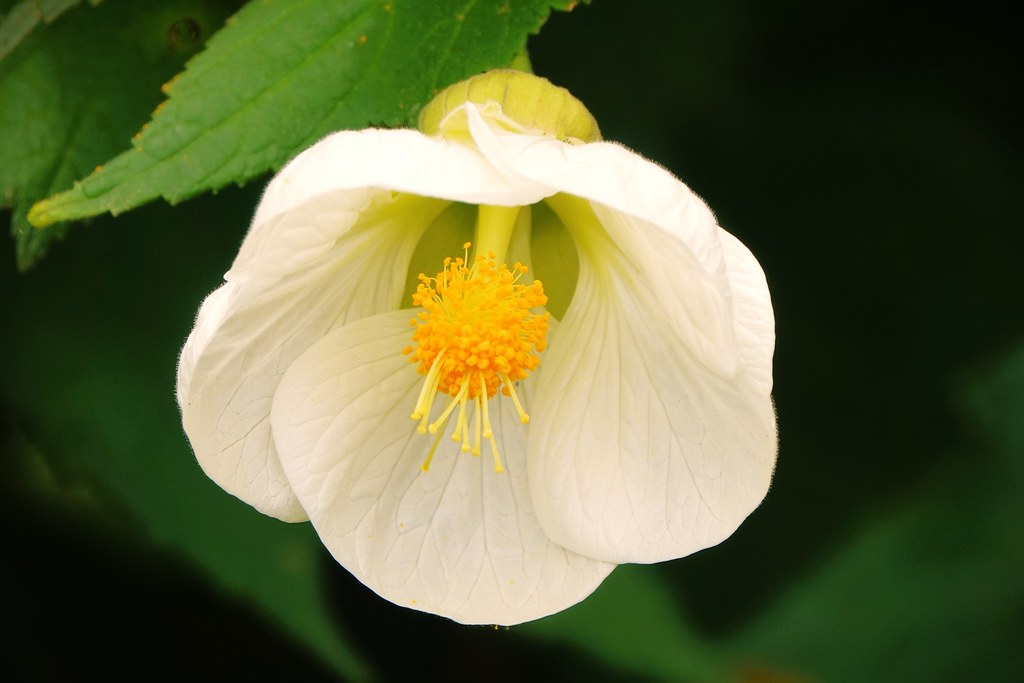 Chinese Lantern White (Abutilon)