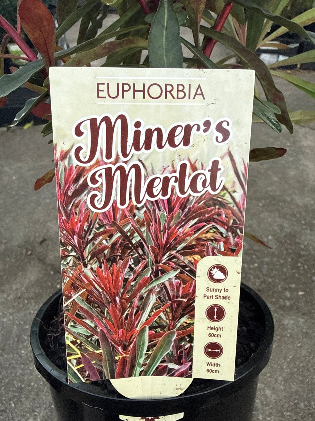 Miner’s Merlot (Euphorbia) - Ladybird Nursery