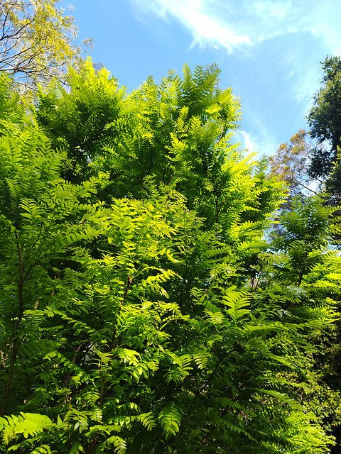 Honey Locust Elegantissima (Gleditsia triacanthos) - Ladybird Nursery