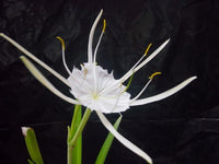 Spider Lily Beach (Hymenocallis littoralis)