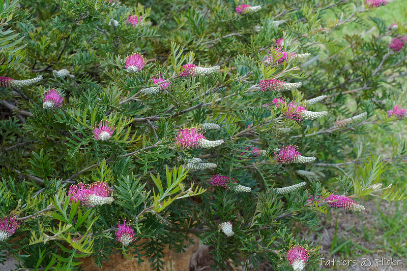 Grevillea Carpet Layer